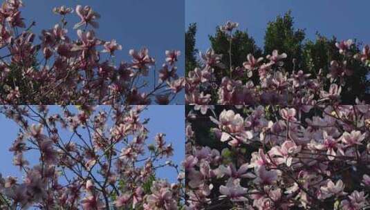 春天玉兰花树花朵花开高清在线视频素材下载