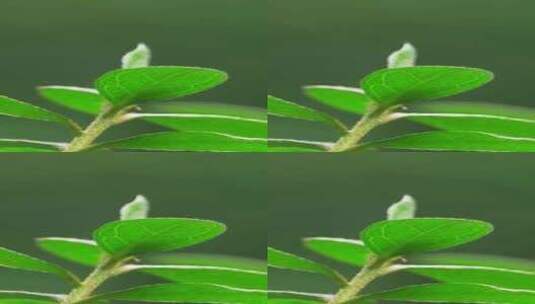 绿色叶子的特写镜头高清在线视频素材下载