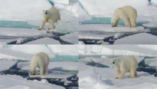全球变暖北极熊在融化冰块上高清在线视频素材下载