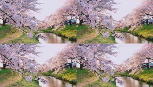 唯美日本白色樱花树在河流上盛开高清在线视频素材下载