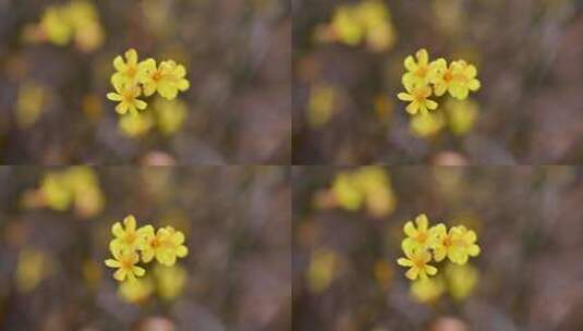 春天盛开的黄色迎春花花朵特写高清在线视频素材下载