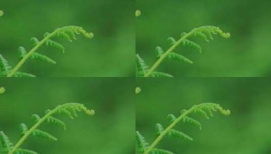 雨后绿色植物蕨类高清在线视频素材下载