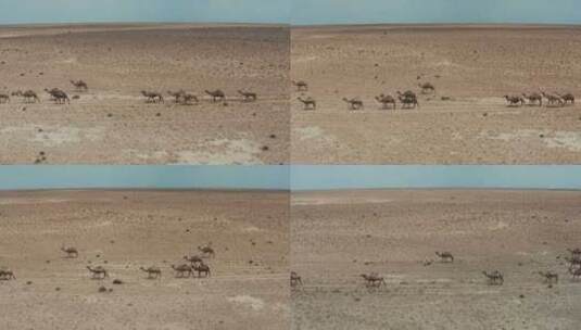 沙漠中的骆驼商队高清在线视频素材下载