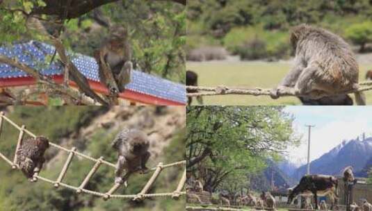 西藏藏猕猴高清在线视频素材下载