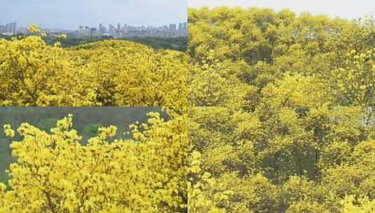 4K黄花风铃木花海广告素材高清在线视频素材下载