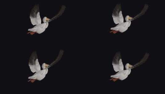 北美白鹈鹕鸟-飞行环-后角视图CU-Al高清在线视频素材下载