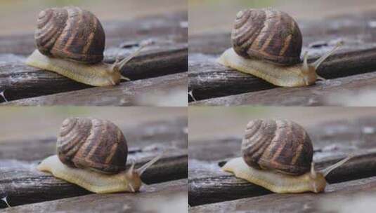 蜗牛爬行特写高清在线视频素材下载