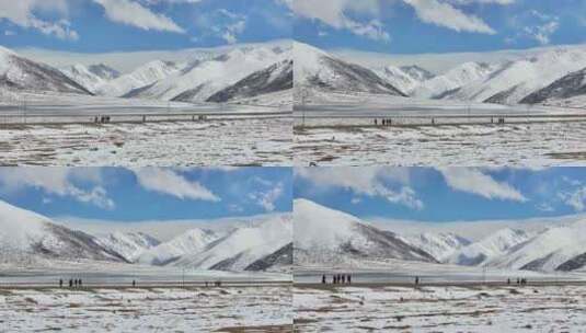 实拍西藏朝圣人群高清在线视频素材下载