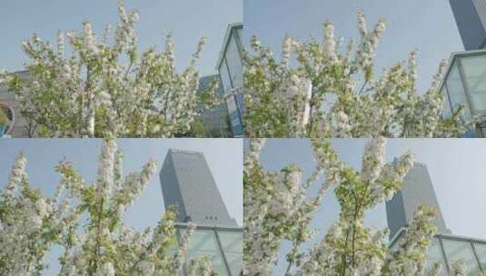 白色花朵和上海嘉定新城凯悦保利国际广场高清在线视频素材下载