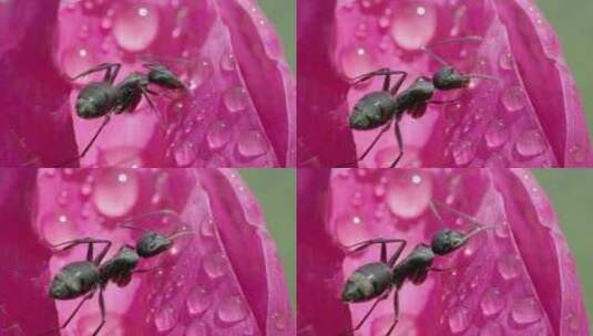 雨后，芍药花瓣上的蚂蚁微距特写高清在线视频素材下载