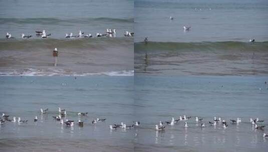 海面海浪上飞翔的海鸥高清在线视频素材下载