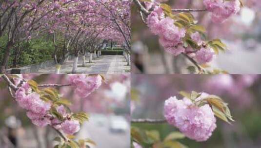 浪漫唯美樱花樱花树4K素材高清在线视频素材下载