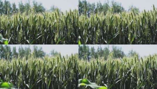 4K清新风吹小麦高清在线视频素材下载