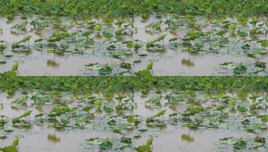 雨天的荷花 荷花池塘高清在线视频素材下载