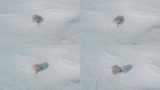 航拍冬季雪地孤树高清在线视频素材下载