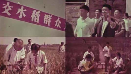 1970年杂交水稻 湖南发动群众寻找不育株高清在线视频素材下载