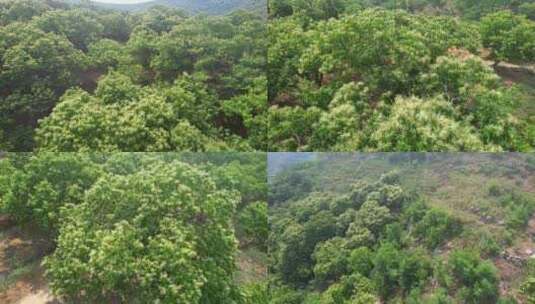 航拍板栗园 栗子 油栗 山栗子 板栗高清在线视频素材下载