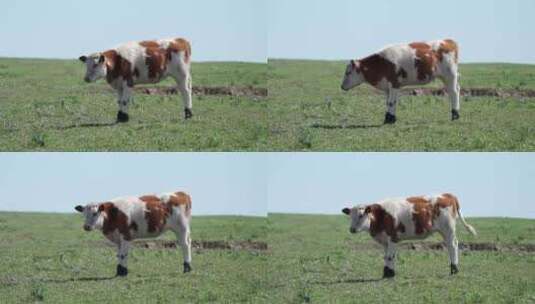 一头在内蒙古大草原上吃草的牛高清在线视频素材下载