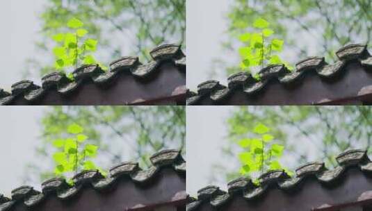 中式屋檐上的常春藤高清在线视频素材下载