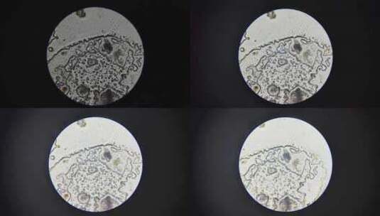 微观世界荞麦细胞高清在线视频素材下载