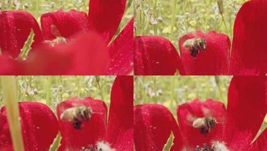 蜜蜂，花，海葵，授粉高清在线视频素材下载