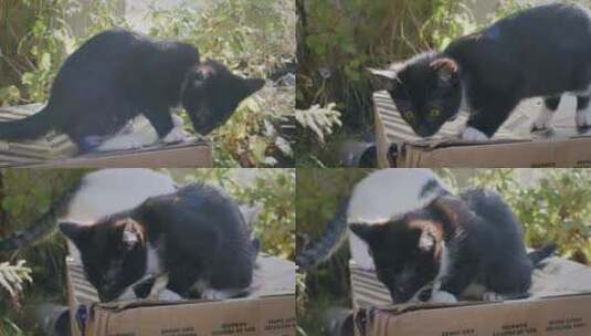猫，小猫，纸箱，家猫高清在线视频素材下载