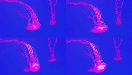 一只霓虹粉色水母在水下游泳高清在线视频素材下载