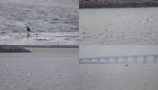 海上海鸥飞翔海边景色大自然大海风景高清在线视频素材下载