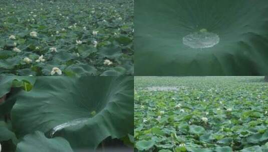 荷花（雨天）高清在线视频素材下载