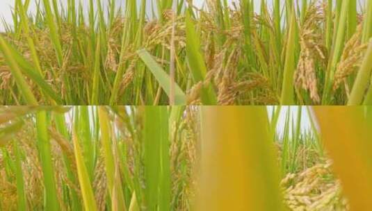 丰收秋天稻田水稻稻穗特写高清在线视频素材下载