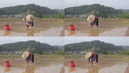 农民在水田中弯腰插秧的劳作画面高清在线视频素材下载