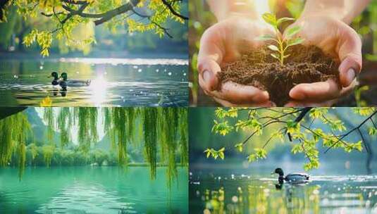 4K春天绿色植物动物自然生态合集高清在线视频素材下载