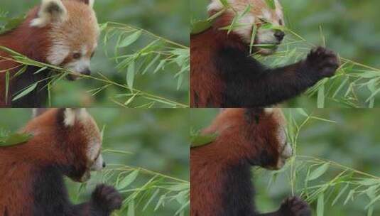 动物园小熊猫吃竹子高清在线视频素材下载