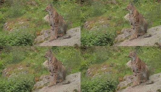 森林中的欧亚山猫（Lynx lynx）。高清在线视频素材下载