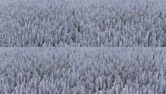 冬季森林雪松自然景观高清在线视频素材下载