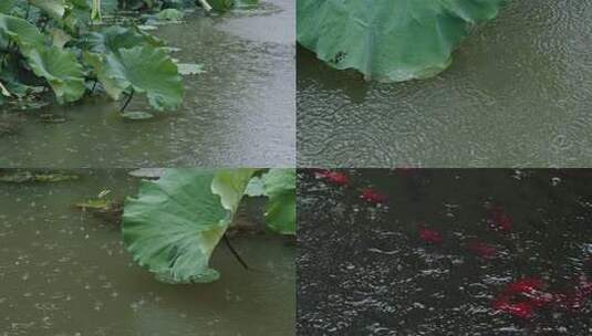 雨打荷叶 池塘小鱼高清在线视频素材下载