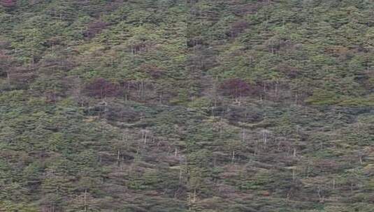 竖版航拍秋天森岭枯黄植物树枝树叶高清在线视频素材下载