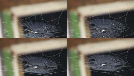 水滴滴落在蜘蛛网上高清在线视频素材下载