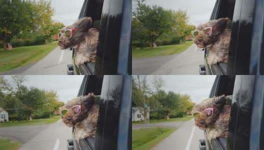 狗狗戴着墨镜趴在车窗外高清在线视频素材下载