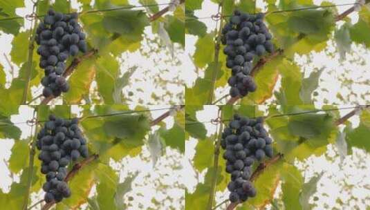 葡萄藤上的一束葡萄高清在线视频素材下载