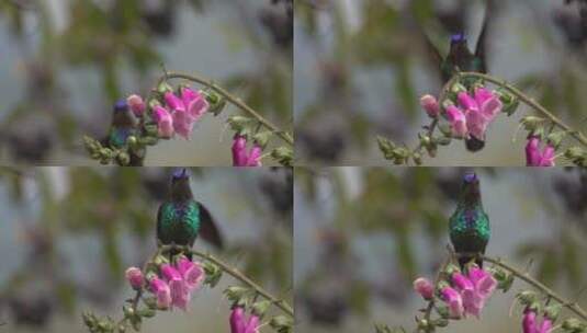 停在花枝上的蜂鸟高清在线视频素材下载