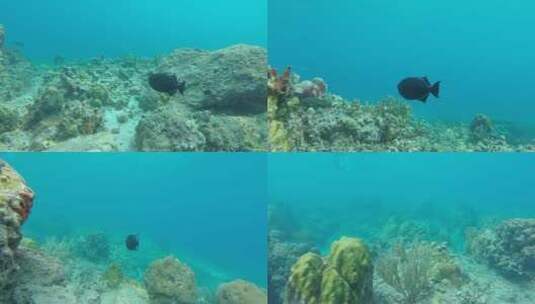 在珊瑚礁水下游泳的鱼高清在线视频素材下载