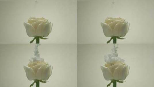 2K丙烯缓慢的落在白色玫瑰之上高清在线视频素材下载
