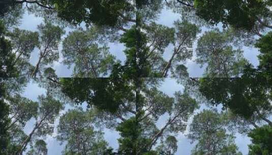 夏日树林中的天空高清在线视频素材下载
