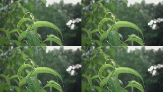 雨落在植物叶子上高清在线视频素材下载