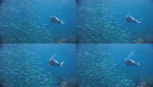 潜水员在热带海洋潜水高清在线视频素材下载