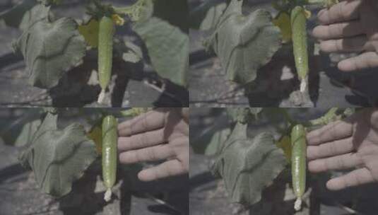天然蔬菜种树视频8高清在线视频素材下载
