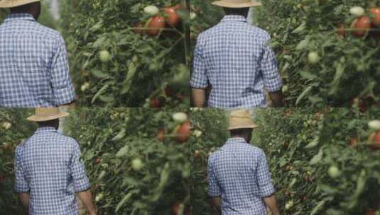 农民检查西红柿成长状况高清在线视频素材下载