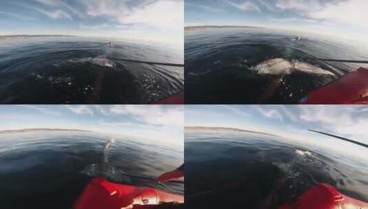 渔夫试图将座头鲸与渔具分开高清在线视频素材下载