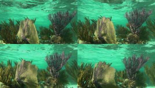 软珊瑚在海底环境中摇摆高清在线视频素材下载